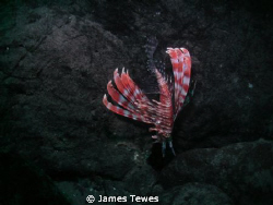 Red Lionfish diving down into rock boulders.  Taken @ 10m... by James Tewes 